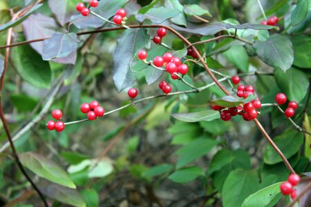 closeup of red berries on plantの写真素材