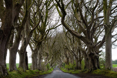 Beautiful and mysterious road with a lot of leafless trees crossing over each other in Irelandの写真素材