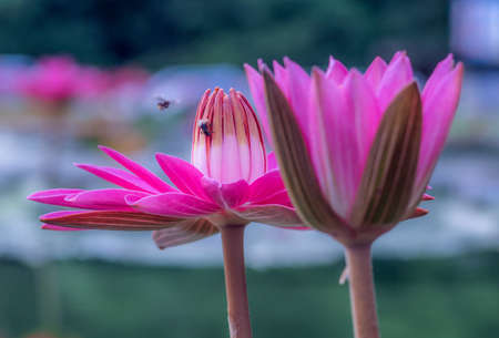 Bees and the Lotus flowers