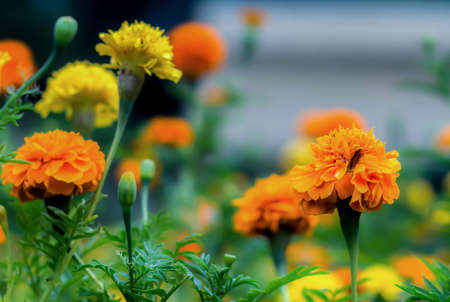 Pretty Marigold flowers in the morningの写真素材