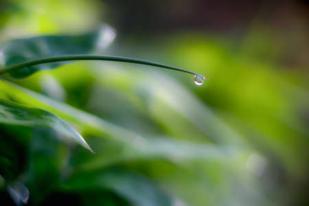 A drop of water