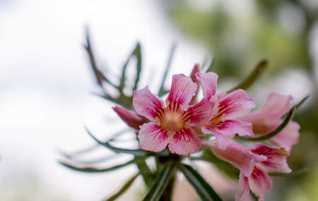 Adenium Obesum or Desert Rose