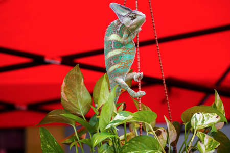A beautiful chameleon against a red backgroundの写真素材