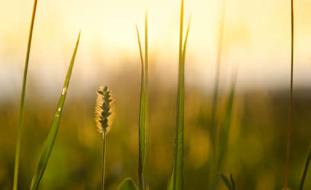 Blade of Grassの写真素材