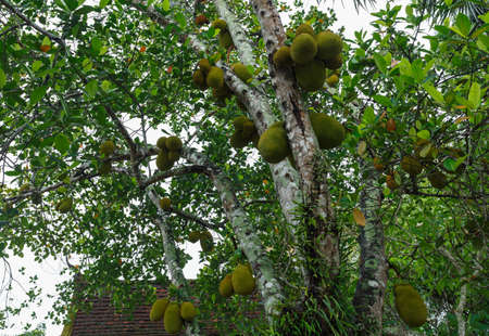three jackfruit in the tree close-up Photographyの写真素材