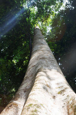Tropical rain forest in South East Asia
