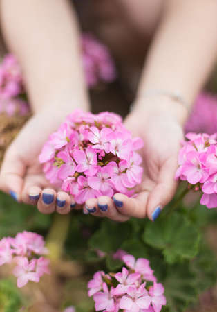 Malus spectabilis hold in both handsの写真素材