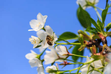 A bee forage for nectarの写真素材