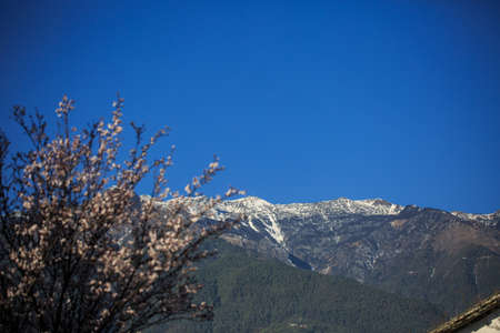 Near the cherry blossoms and the distant snow capped mountains