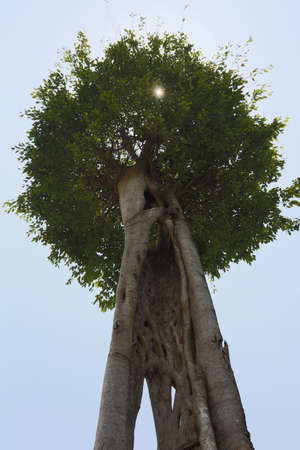 Banyan tree in the sunshineの写真素材