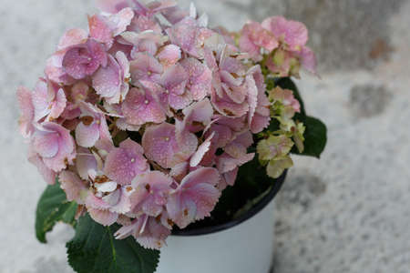 Light Purple Hydrangea feature backgroundの写真素材