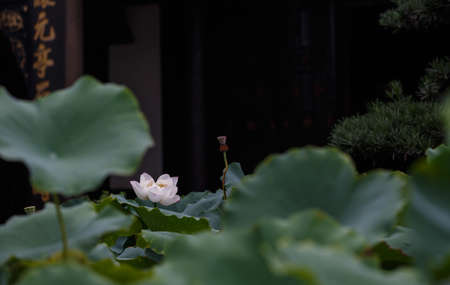 The lotus   in front of The ancient buildings of Ming and Qing Dynastiesのeditorial素材