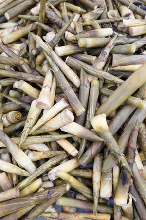a pile of bamboo shoots blackgroundの写真素材