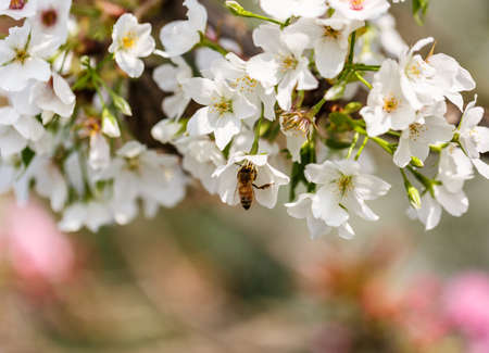 A bee forage for nectarの写真素材