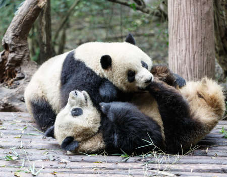 Two giant pandas are playing.の写真素材