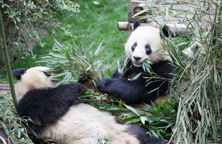 Two giant pandas are playing.の写真素材