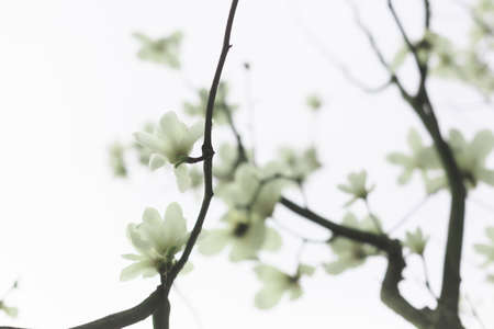 White  orchidの写真素材
