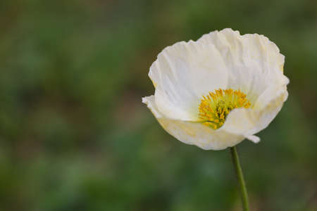 Corn Poppy Flowers in Springの写真素材