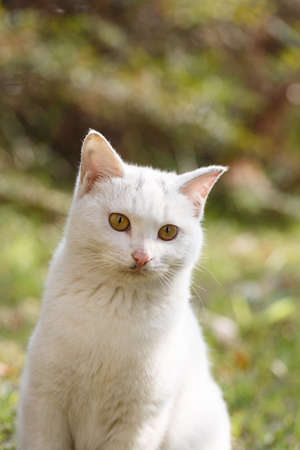 A  white cat  on the grassの写真素材
