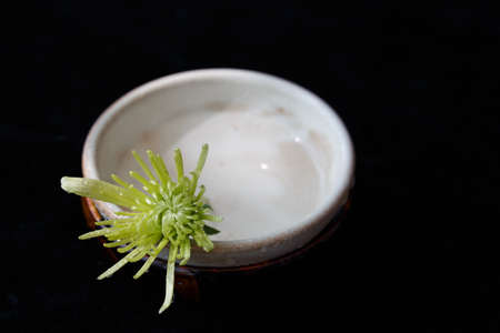 A ceramic cup and a chrysanthemumの写真素材