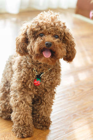 A brown poodle sitting on the floorの写真素材
