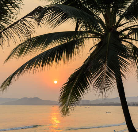 Coconuts on the palm treeの写真素材