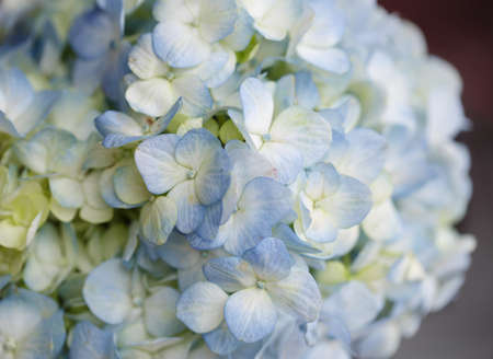 Blue Hydrangea backgroundの写真素材