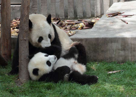 Two giant pandas playing togetherの写真素材