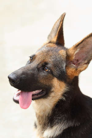 A close-up of a German shepherd dog