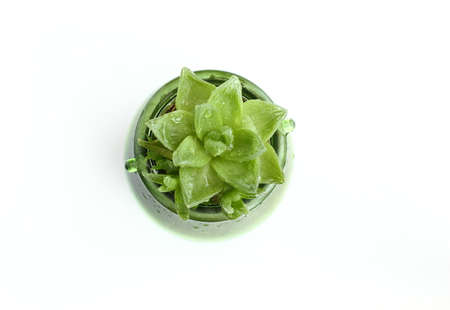 A lotus of Succulentsの写真素材