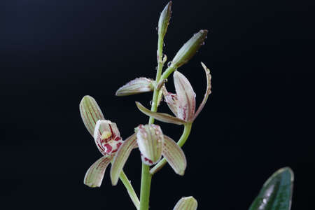 orchid in black backgroundの写真素材