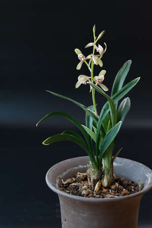 orchid in black backgroundの写真素材