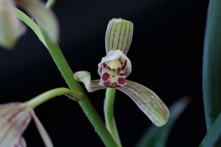 orchid in black backgroundの写真素材