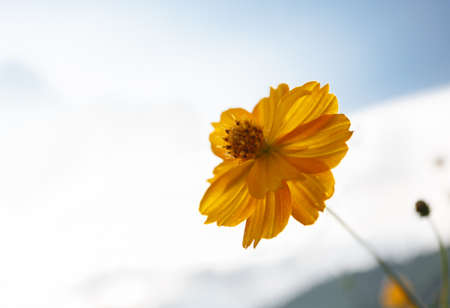Calliopsis blooming under the sunshineの写真素材