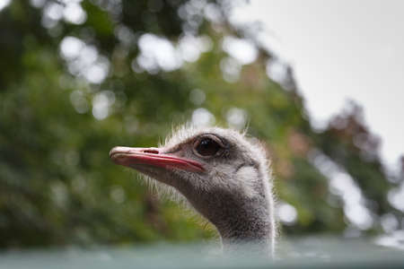 The head of an ostrichの写真素材