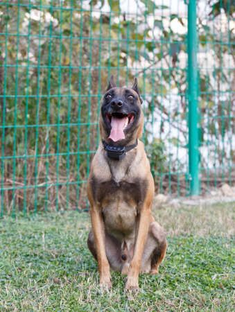 One Germany Shepherd Dog crouched on the grassの写真素材