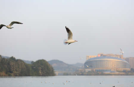 A black-headed Gull is flying in the skyの写真素材