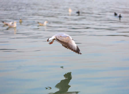 A black-headed Gull is flying in the sky