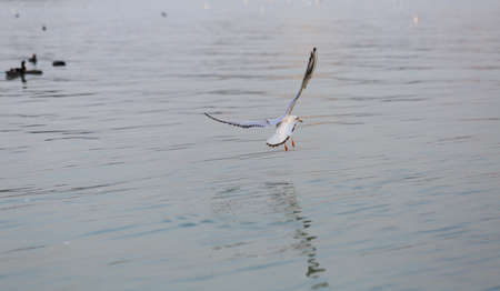 A black-headed Gull is flying in the sky