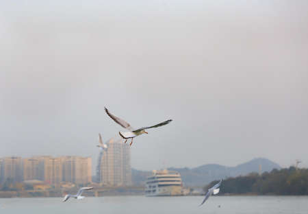 A black-headed Gull is flying in the skyの写真素材