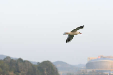 A black-headed Gull is flying in the skyの写真素材