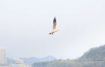 A black-headed Gull is flying in the skyの写真素材