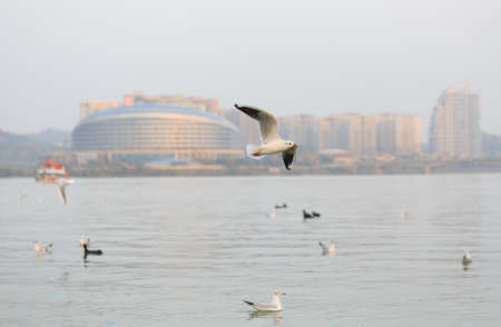 A black-headed Gull is flying in the skyの写真素材