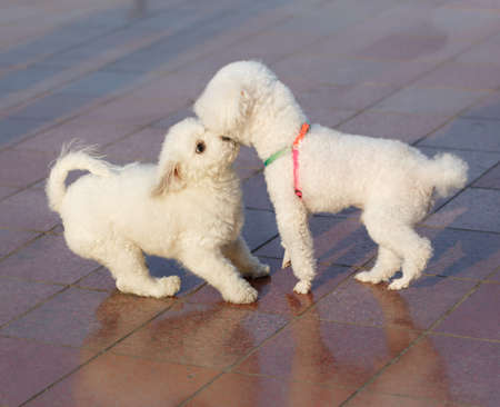 Lovely white puppies