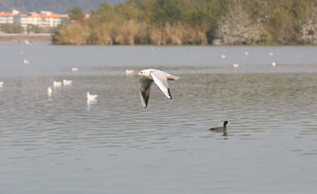 The seagulls are flying above the water
