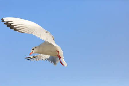 black-headed Gull flying in the sky