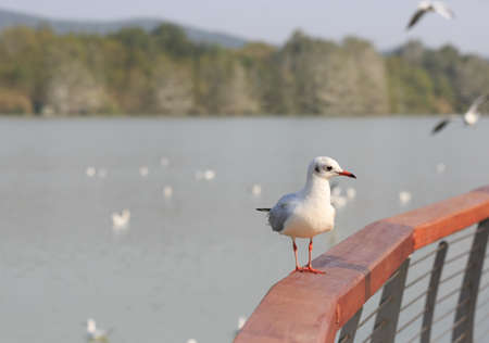 A sea bird standing on the railingの写真素材
