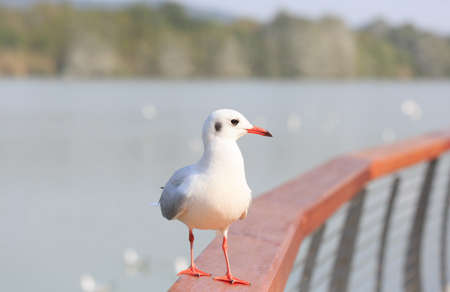 A sea bird standing on the railingの写真素材