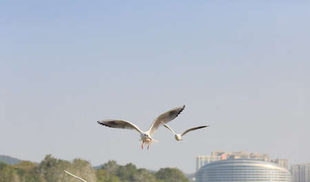 black-headed Gull flying in the skyの写真素材
