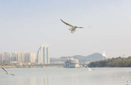 black-headed Gull is flying in the skyの写真素材